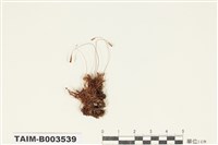 藏品(真苔科)的圖片